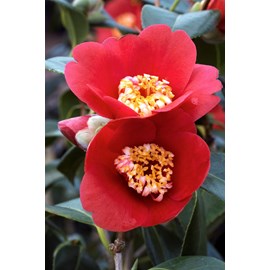 Camélia 'kimberley' taille du pot - en