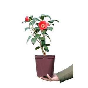 Camélia 'kimberley' taille du pot - en