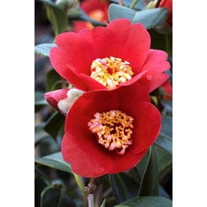 Camélia 'kimberley' taille du pot - en