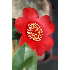 Camélia 'kimberley' taille du pot - en