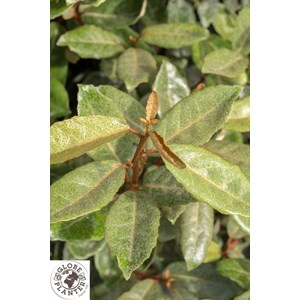 Eléagnus taneo ladan' taille du pot - en pot de 7.5 litres