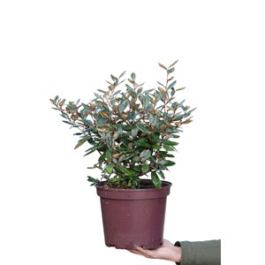 Eléagnus taneo ladan' taille du pot - e