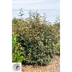 Eléagnus taneo ladan' taille du pot - e