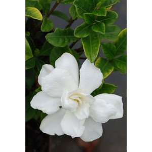 Gardénia double diamonds' taille du pot - en pot de 3 litres