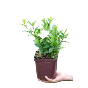 Gardénia double diamonds' taille du pot