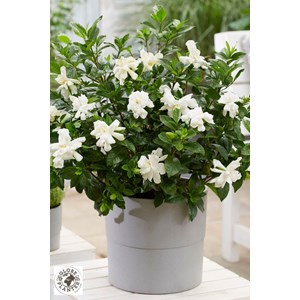 Gardénia double diamonds' taille du pot