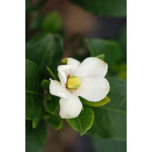 Gardénia pinwheel' taille du pot - en p