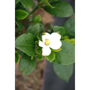 Gardénia pinwheel' taille du pot - en p