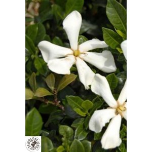 Gardénia pinwheel' taille du pot - en p