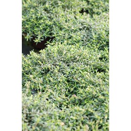 Halimiociste de sahuc taille du pot - en