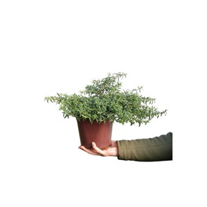 Halimiociste de sahuc taille du pot - en