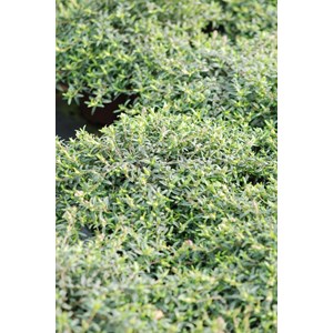 Halimiociste de sahuc taille du pot - en