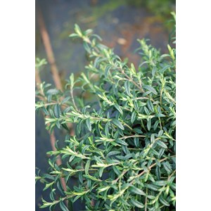 Halimiociste de sahuc taille du pot - en