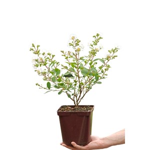 Lilas des indes with love ? Virgin' tail