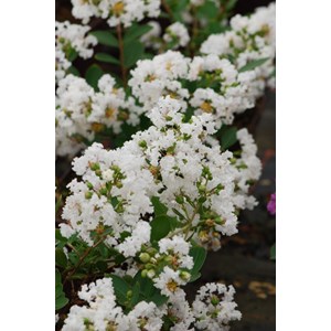 Lilas des indes with love ? Virgin' tail