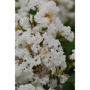 Lilas des indes with love ? Virgin' tail