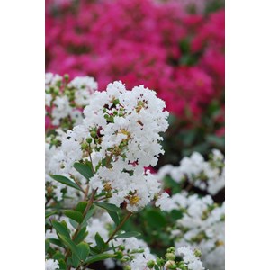 Lilas des indes with love ? Virgin' tail