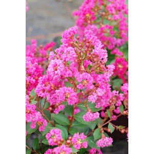 Lilas des indes with love ? Girl' taille du pot - en pot de 3 litres