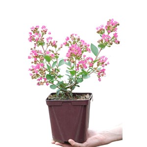 Lilas des indes with love ? Girl' taille