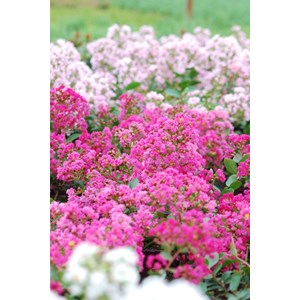 Lilas des indes with love ? Girl' taille