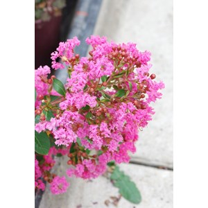 Lilas des indes with love ? Girl' taille