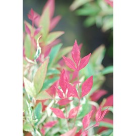 Bambou sacré red light' taille du pot -