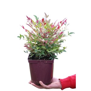 Bambou sacré red light' taille du pot -