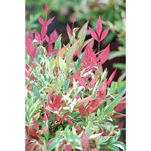 Bambou sacré red light' taille du pot -