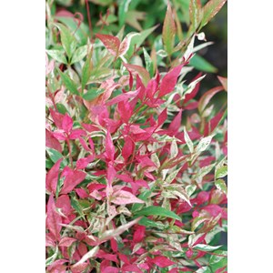 Bambou sacré red light' taille du pot -