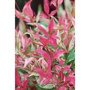 Bambou sacré red light' taille du pot -