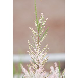 Tamaris de printemps taille du pot - en