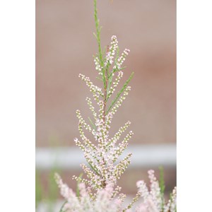 Tamaris de printemps taille du pot - en pot de 3 litres