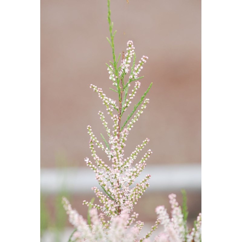 Tamaris de printemps taille du pot - en pot de 3 litres