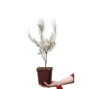 Tamaris de printemps taille du pot - en