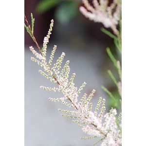 Tamaris de printemps taille du pot - en