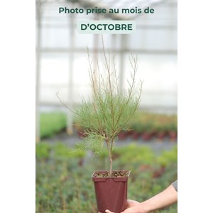 Tamaris de printemps taille du pot - en