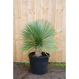 Yucca bleu du mexique arbustif taille du