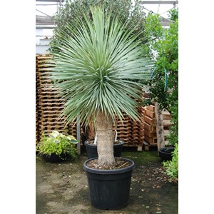 Yucca bleu du mexique arbustif taille du