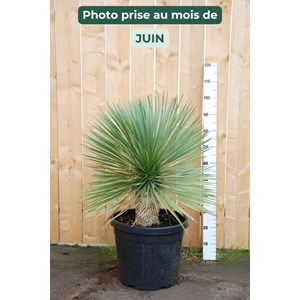 Yucca bleu du mexique arbustif taille du