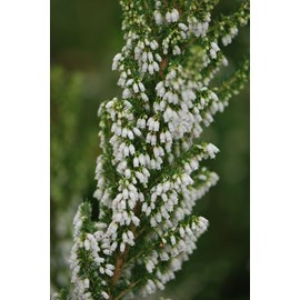 Bruyère du portugal taille du pot - en