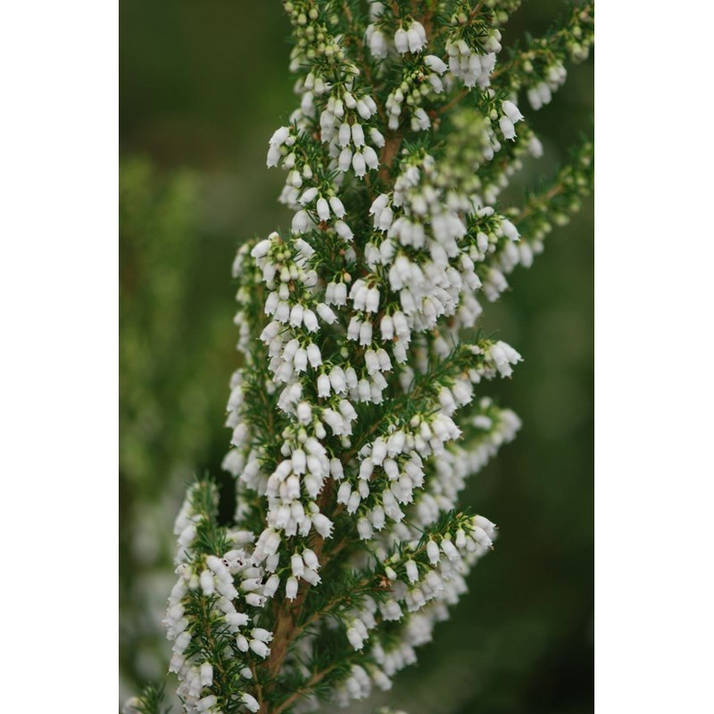 Roué Pépinières - Bruyère du portugal taille du pot - en pot de 3 litres
