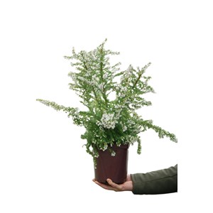 Bruyère du portugal taille du pot - en