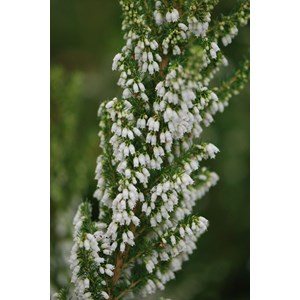 Bruyère du portugal taille du pot - en