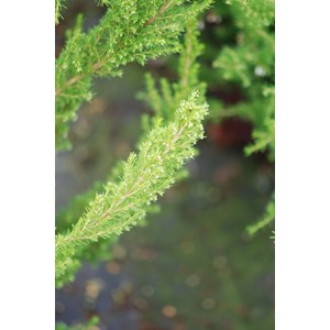 Bruyère du portugal taille du pot - en