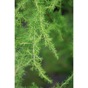 Bruyère du portugal taille du pot - en