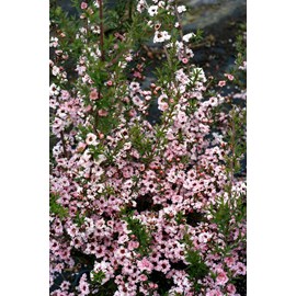Leptospermum 'coral candy' taille du pot