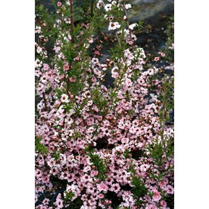 Leptospermum 'coral candy' taille du pot - en pot de 3 litres