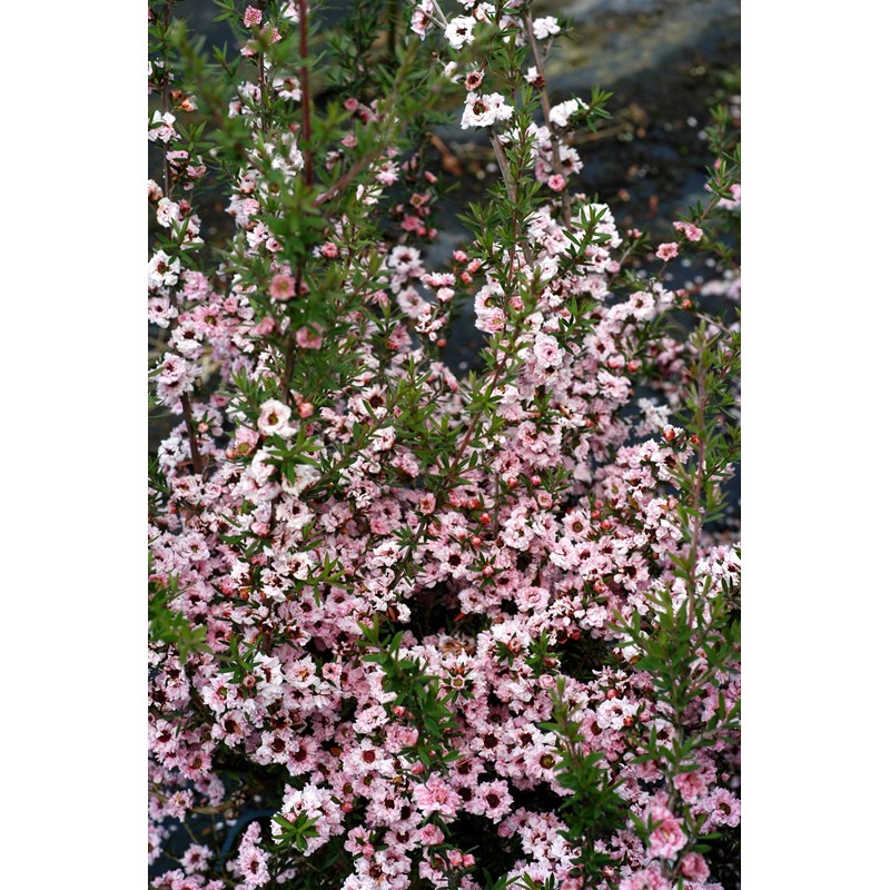 Roué Pépinières - Leptospermum 'coral candy' taille du pot - en pot de 3 litres