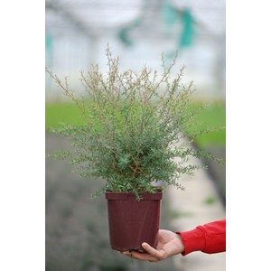 Leptospermum 'coral candy' taille du pot - en pot de 3 litres