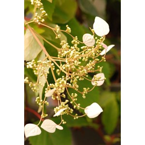 Hydrangea seemanii taille du pot - en pot de 3 litres